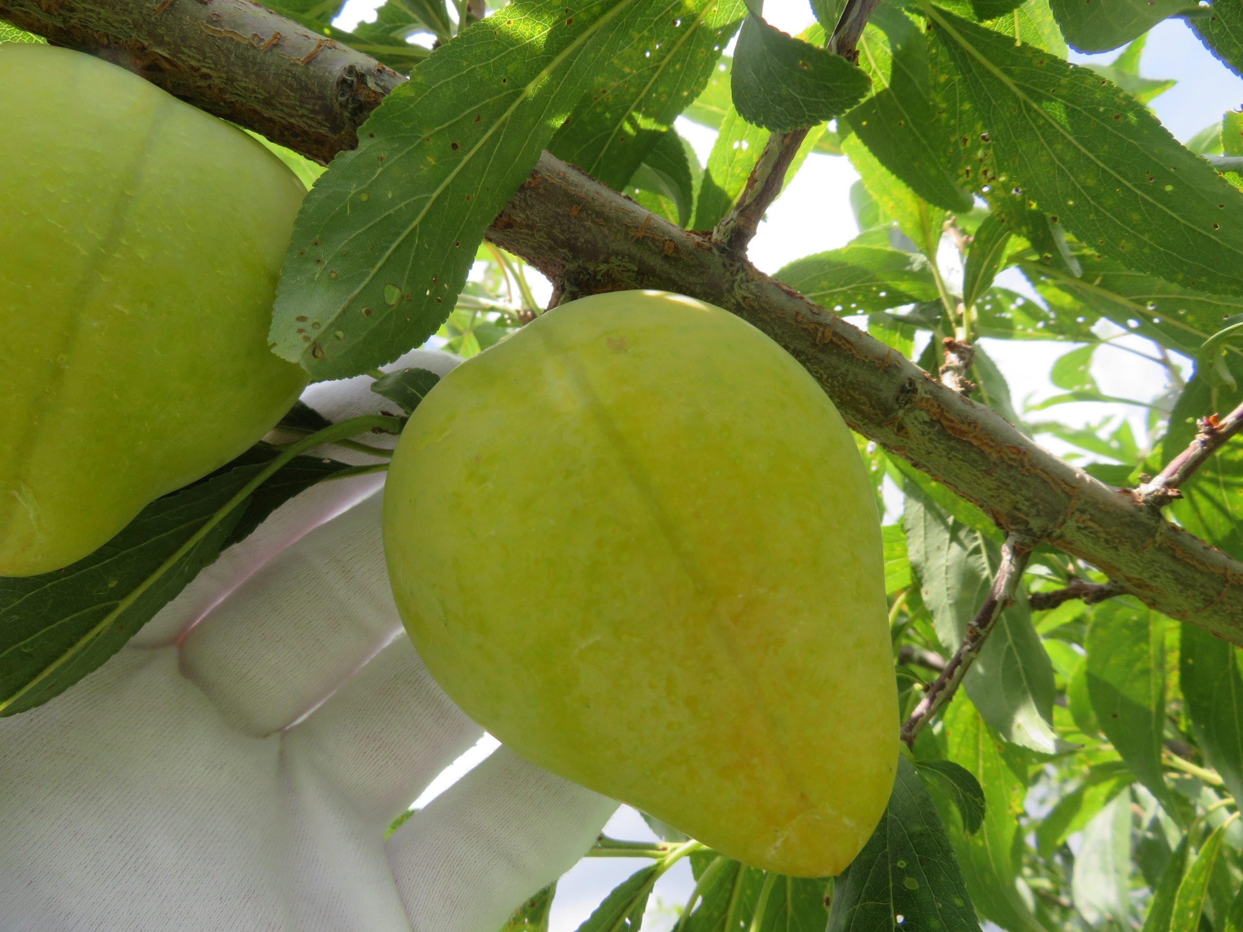 スモモ（月光）