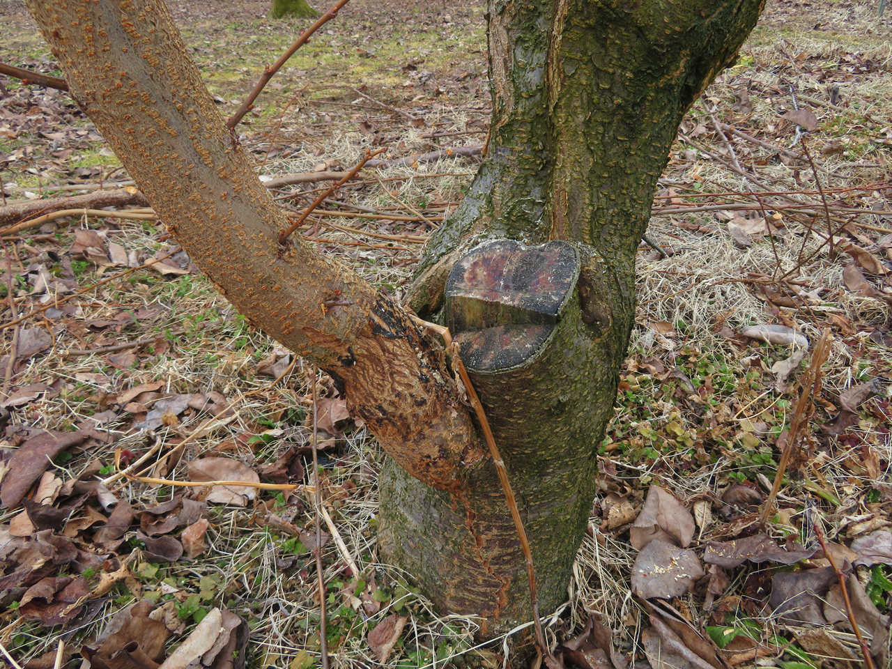接ぎ木した貴陽